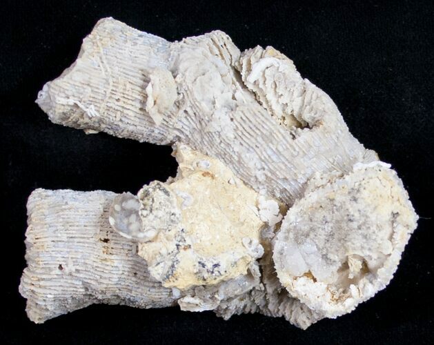 Fossil Coral Colony (Thecosmilia) - Jurassic #9657